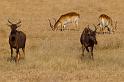 179 Okavango Delta, lierantilope en rode litschie